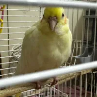 جوجه عروس هلندی|پرنده|کیش, |دیوار