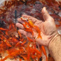 ماهی گلدفیش شب عید|ماهی|سنگر, |دیوار