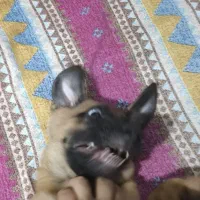 سگ مالیونز بلژیکی اصیل اصل|سگ|شیراز, رازی|دیوار