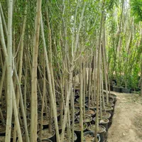 جشنواره تابستانی فروش نهال و درخت|خدمات باغبانی و درختکاری|مشکین‌دشت, |دیوار