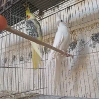 جفت عروس هلندی مواد