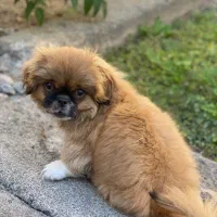 سگ پکنیز|سگ|ماکو, |دیوار