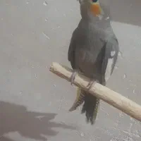 عروس هلندی سینامون نیم رام جوجه ۹ ماهه نر|پرنده|زرند, |دیوار