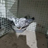 تهرانی|پرنده|بشاریات, |دیوار