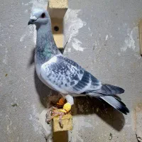 کفتر شامی پولکی