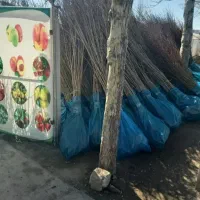 نهالستان شگفت انگیز