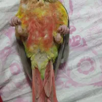 گرینچک 9ماهه