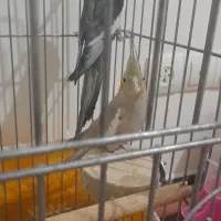 جفت عروس هلندی جوجه کن ماوضه با ۵ مرغ گلین