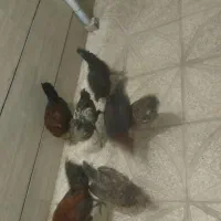 مرغ و خروس سالم|حیوانات مزرعه|کوهدشت, |دیوار