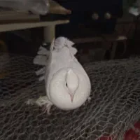 کبوتر ماده و نر هردو پاپر جفت 430 تومن|پرنده|بابلسر, |دیوار