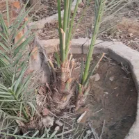 پاجوش کبکاب|گل و گیاه طبیعی|برازجان, |دیوار