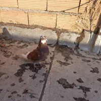 کبوترپرشی|پرنده|پاکدشت, پاکدشت (مامازند)|دیوار