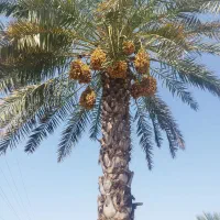 نیازمند سرمایه گذار|فعالیت داوطلبانه|ماهدشت, |دیوار