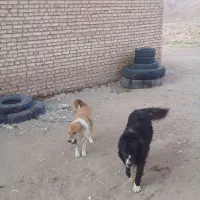 سگ ۰۰|سگ|یزد, |دیوار