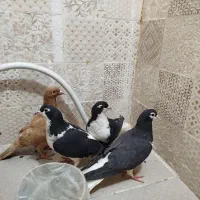 کفتر ساده سیاه و یه زرد