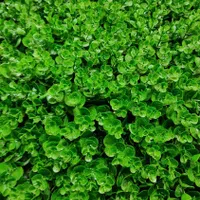 چمنِ دیواری دیوارسبز|خدمات باغبانی و درختکاری|تبریز, |دیوار