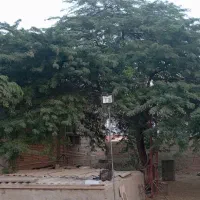 قطع وبرش درختان تنومند|خدمات باغبانی و درختکاری|بندر گناوه, |دیوار