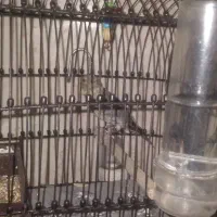 سهره قناری