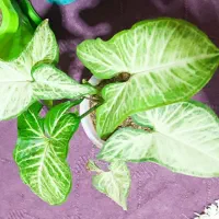 گل طبیعی اپارتمانی