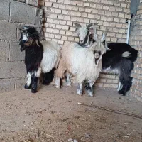 سه بیگ یه بهده|حیوانات مزرعه|گتوند, |دیوار