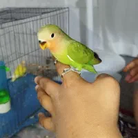 جوجه کوتوله برزیلی 3ماه