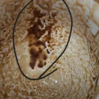 فال کامل قهوه