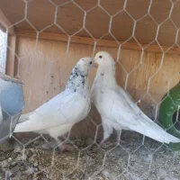 جفت کبوتر خال پیس و جفت جوجه