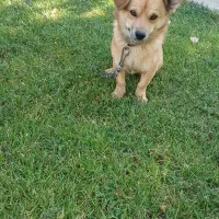 پاکوتا اشپتز|سگ|باسمنج, |دیوار