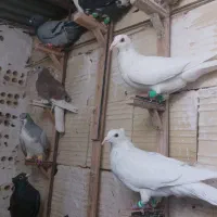۹عدد حیون بوم همه زدوخوردی شهرستانی