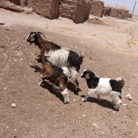 بز دو قلو زا
