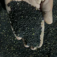 کنجد ایرانی دشت مغان بوجاری و ارگانیک