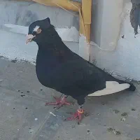 کبوتر جوجه گیری|پرنده|سبزوار, قصبه غربی|دیوار