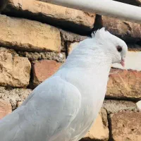 کبوتر نر سفید چشم پرتقالی|پرنده|جیرفت, |دیوار