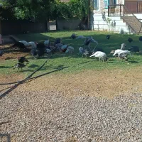 تعداد ۳۵ عدد بوقلمون نر و ماده از بهترین نژاد