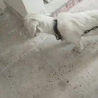سگ  پیدا شده