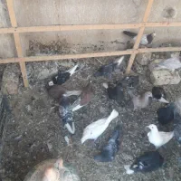 کبوترجوجه پرشی|پرنده|کاشان, طاهرآباد|دیوار