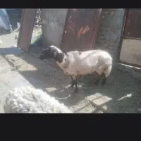 حیوان مزرعه میش