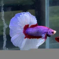 فایتر فقط 350