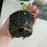 خاک تخصصی گیاهان آپارتمانی، عمده و خرده