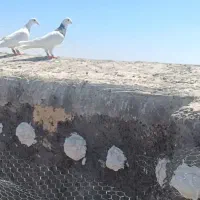 کفتر|پرنده|بردسکن, |دیوار