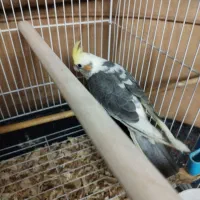 جوجه عروس کاملاً دستی باهوش و بازیگوش|پرنده|فردیس, سپید دشت|دیوار