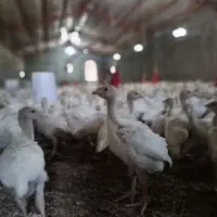 جوجه بوقلمون سفید بیوتی اصل