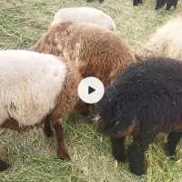 فروش تعدادی بره وچپش