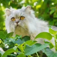 واگذاری گربه پرشین خیلی زیبا