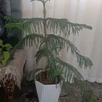 گل زیبا|گل و گیاه طبیعی|قم, محمد آباد|دیوار