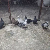 کفترجفتی تک پروندنی|پرنده|فسا, |دیوار