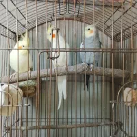عروس هلندی لوتین