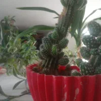 گل ها|گل و گیاه طبیعی|شهرکرد, |دیوار