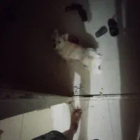 سگ در کاریز گمشده مژدگانی 6 ملیون|حیوانات|تایباد, |دیوار