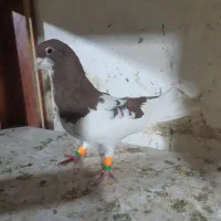 کبوتر رنگی پرنده|حیوانات|قزوین, |دیوار